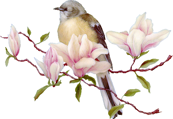 oiseaux
