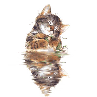 reflets