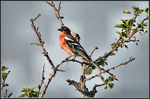 oiseaux