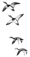 oiseaux