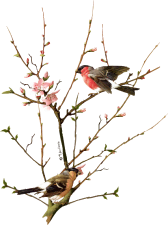oiseaux