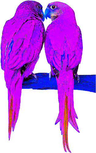 oiseaux
